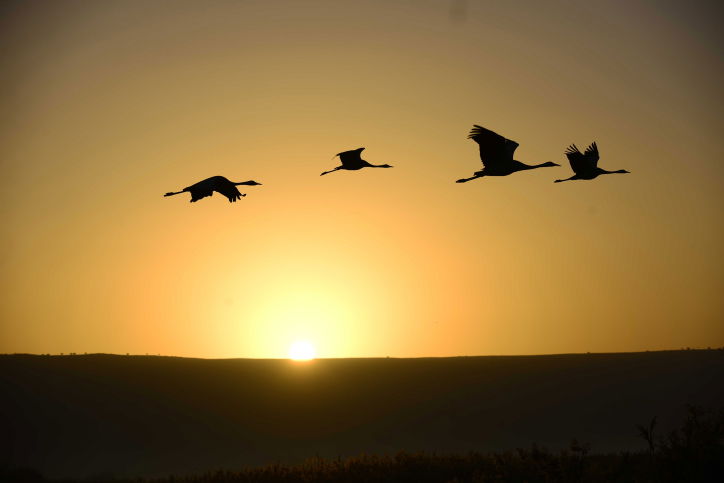 הציפורים נודדות: עמק החולה בתפארתו