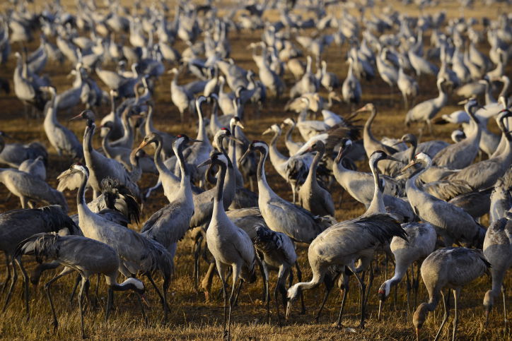 הציפורים נודדות: עמק החולה בתפארתו