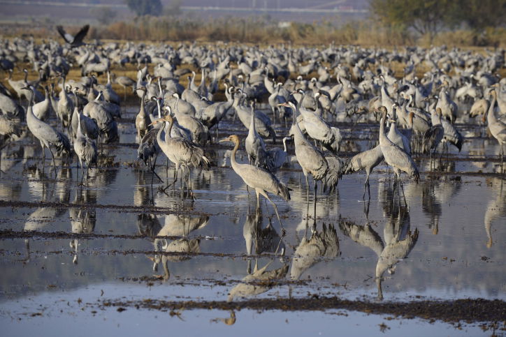 הציפורים נודדות: עמק החולה בתפארתו