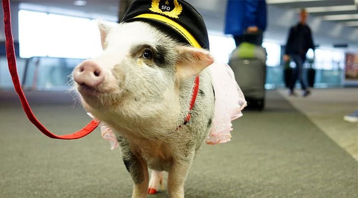 אמור להרגיע את הנוסעים