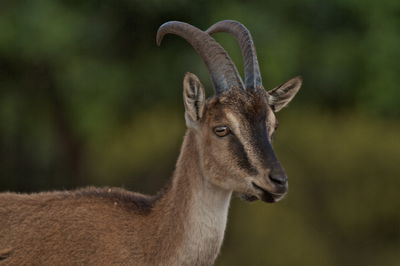 רשות הטבע תפצה. אילוסטרציה