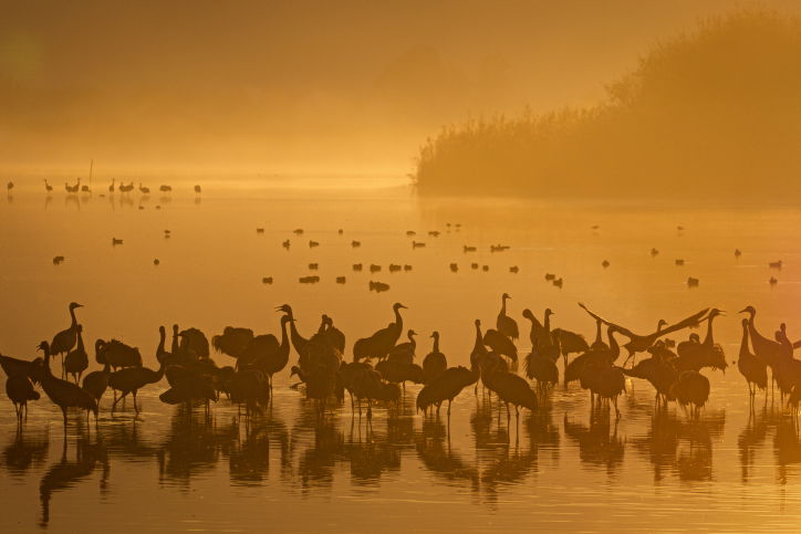 צפו: עשרות אלפי העגורים בשמורת החולה