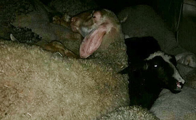 לוחמי משמר הגבול לכדו שני גנבי כבשות