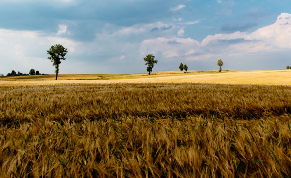 לטענת ההורים הבן אינו חקלאי והמשק יועד לבן אחר. אילוסטרציה
