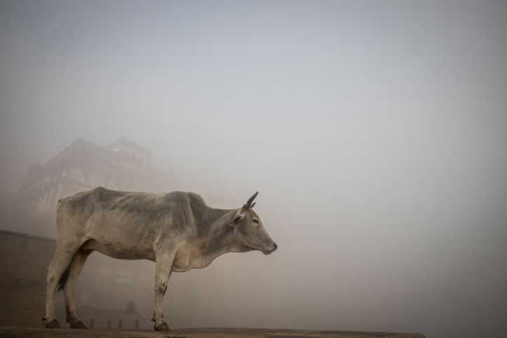 הודו: נופיה וצבעוניותה דרך עדשת  המצלמה