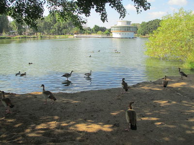 אווזי יאורית מצרית בפארק הלאומי ברמת גן