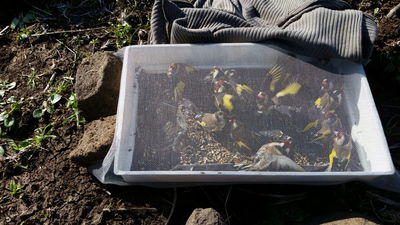 המלכודת האכזרית של ציידי החוחיות • צפו