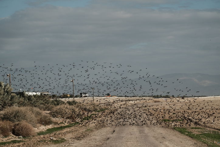 תיעוד מיוחד: להקת זרזירים בבקעת הירדן