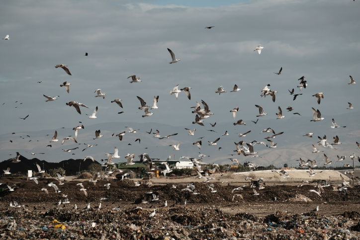 תיעוד מיוחד: להקת זרזירים בבקעת הירדן
