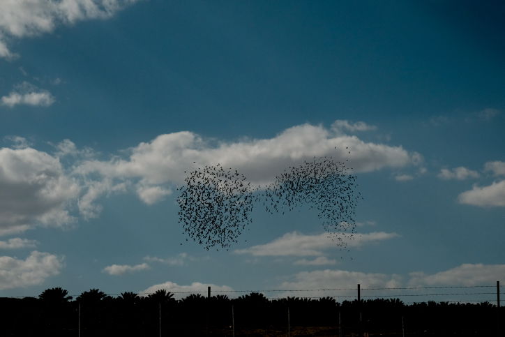 תיעוד מיוחד: להקת זרזירים בבקעת הירדן