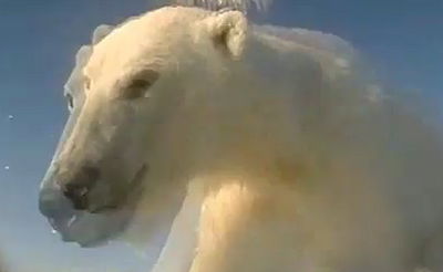 דב הקוטב צולם מתחת למים, כשהוא צד - ומשחק • צפו