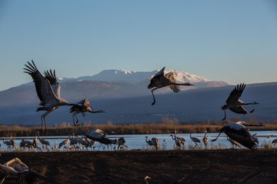 תיעוד מרהיב: אלפי עגורים בעמק החולה