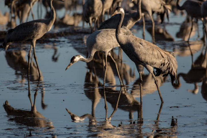 תיעוד מרהיב: אלפי עגורים בעמק החולה