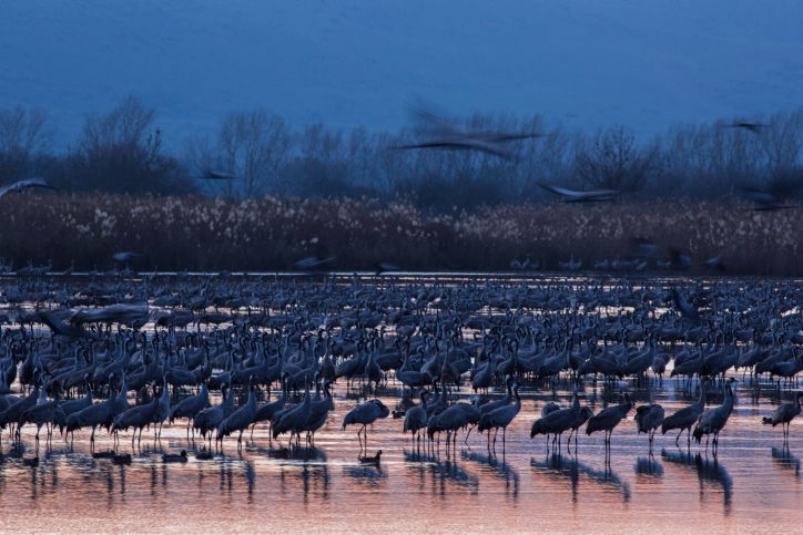 תיעוד מרהיב: אלפי עגורים בעמק החולה
