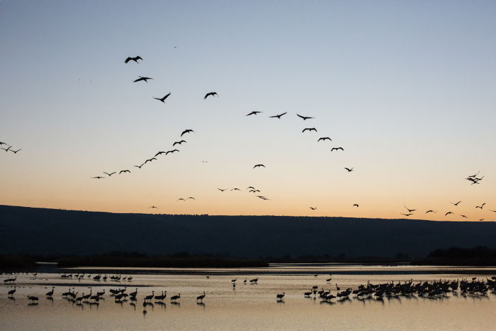 תיעוד מרהיב: אלפי עגורים בעמק החולה