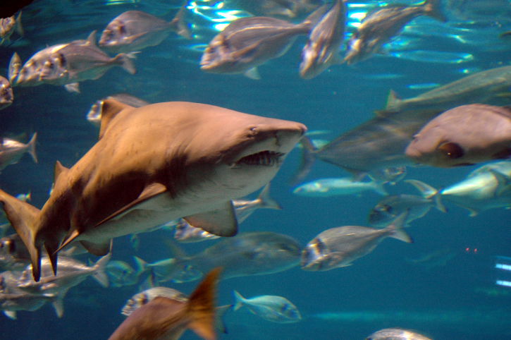 כריש. ארכיון