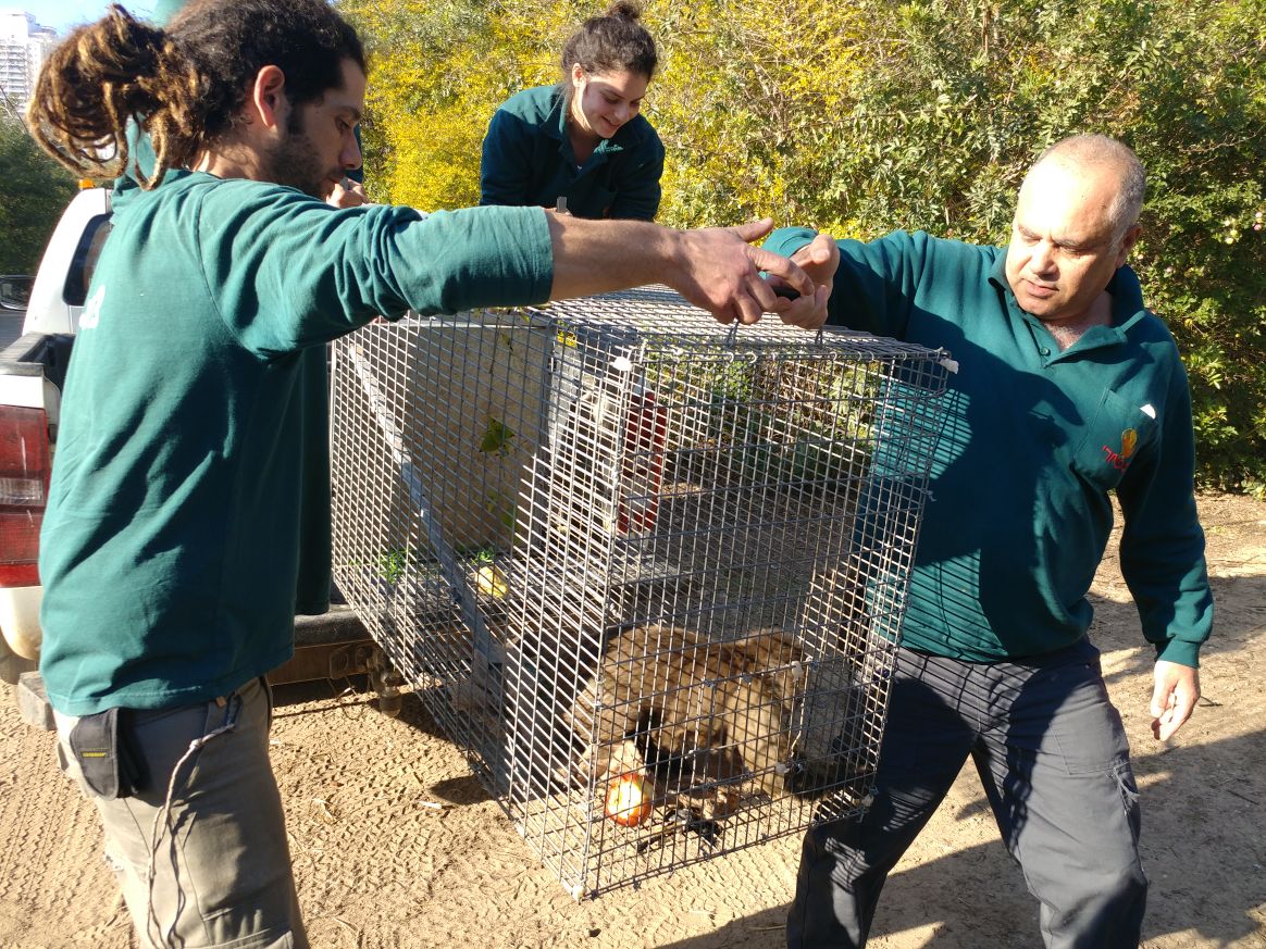 לאחר שבוע: הקוף שברח נתפס והוחזר לספארי