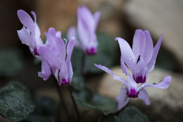 יופי חורפי: הרי ירושלים דרך עדשת המצלמה