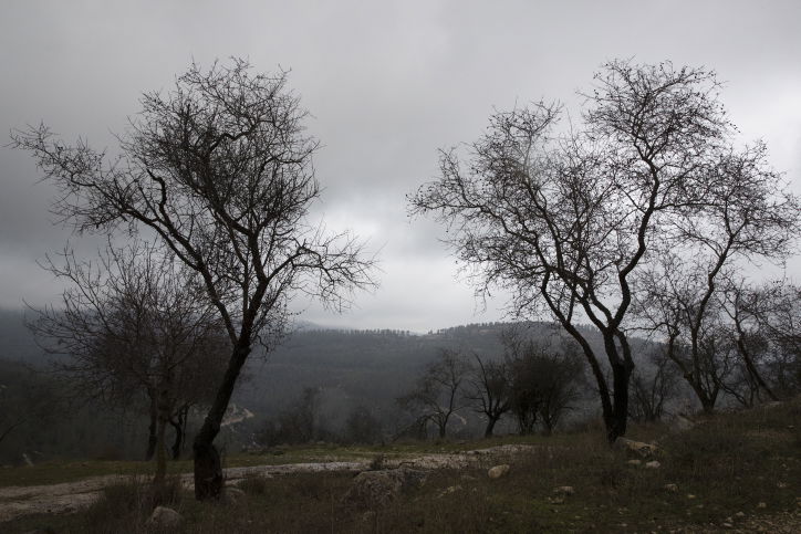 יופי חורפי: הרי ירושלים דרך עדשת המצלמה