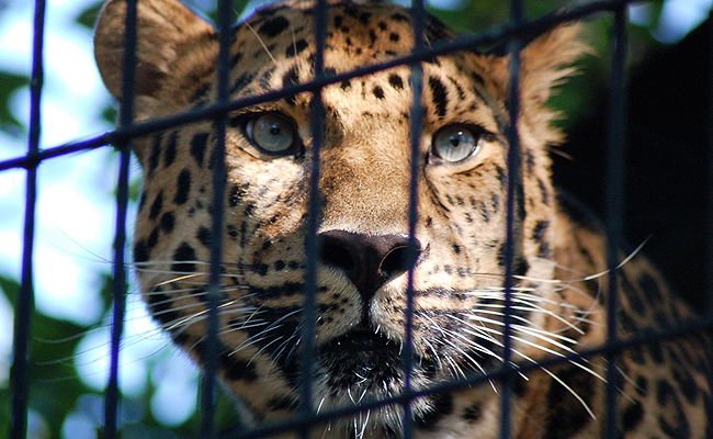 אילוסטרציה