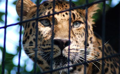 אילוסטרציה