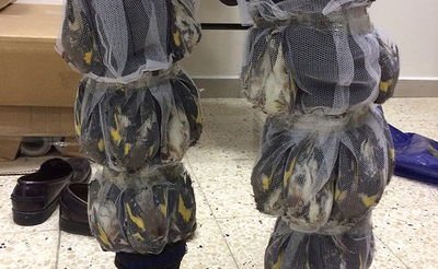 החוחיות שנתפסו