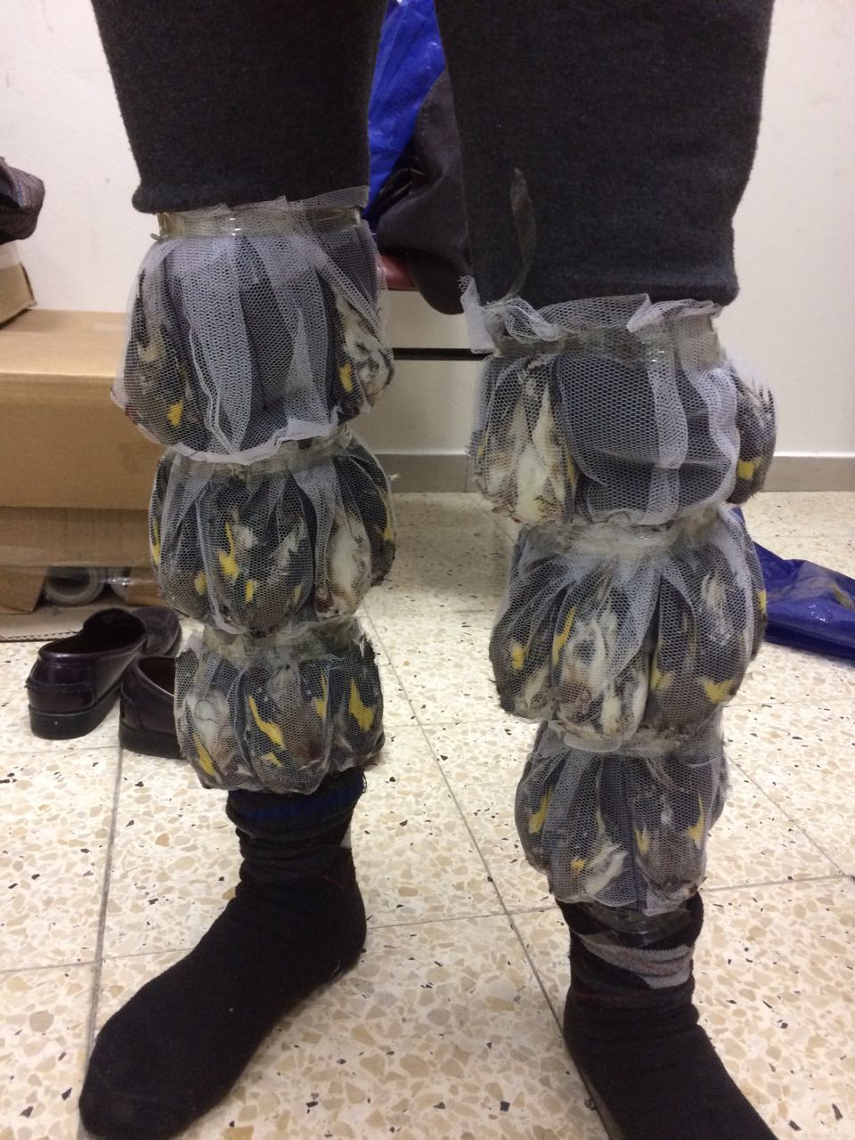 כך סוכל ניסיון הברחה של 40 ציפורים מסוג חוחיות