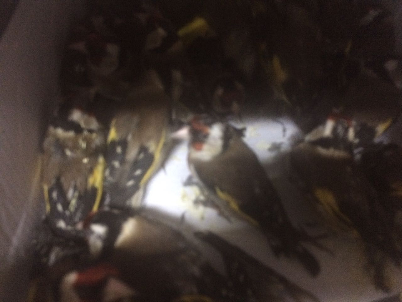 כך סוכל ניסיון הברחה של 40 ציפורים מסוג חוחיות