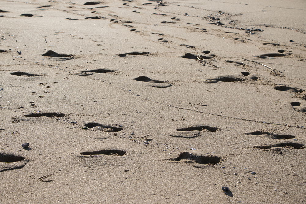 עקבות בחול // הרב עמיהוד סלומון