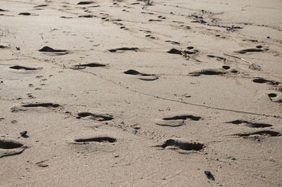 עקבות בחול // הרב עמיהוד סלומון