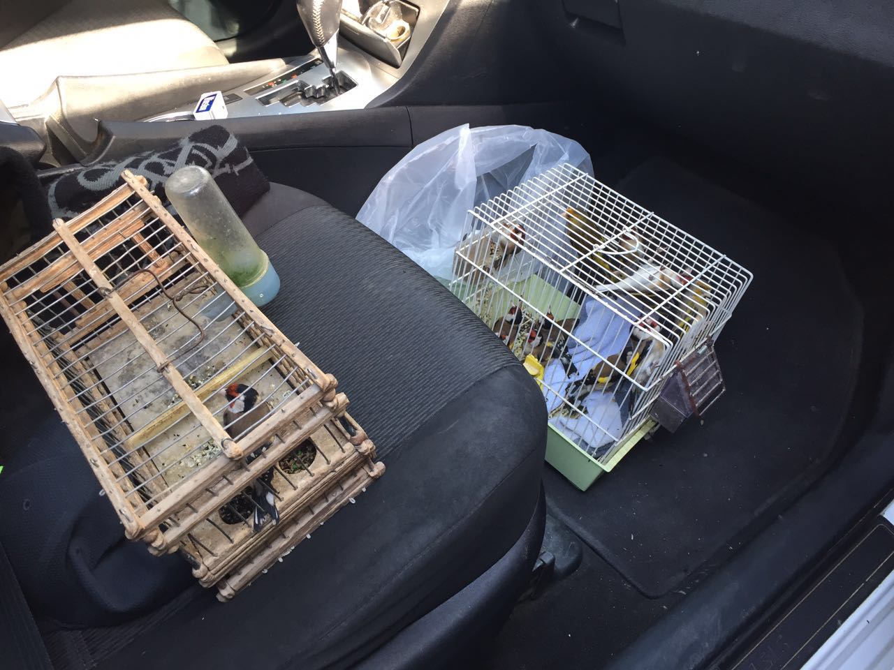 נעצרו שלושה גנבי תוכים וציפורים יקרות