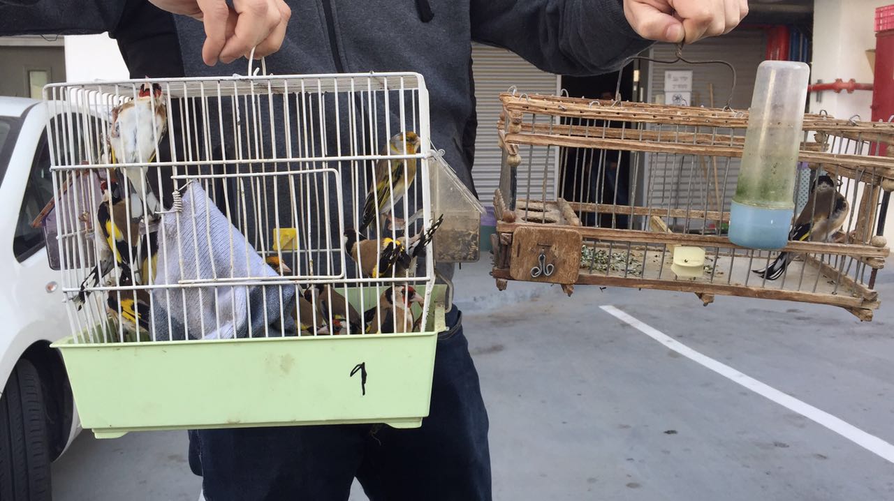 נעצרו שלושה גנבי תוכים וציפורים יקרות