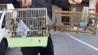 נעצרו שלושה גנבי תוכים וציפורים יקרות