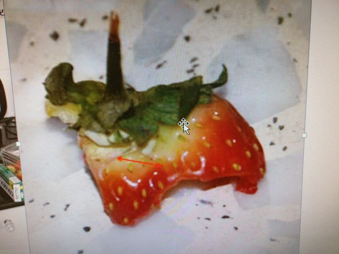 התות שהסגיר