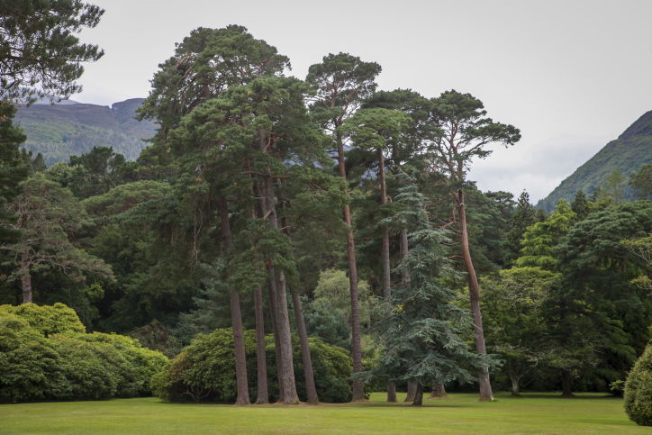 טיול לאירלנד הקסומה דרך עדשת המצלמה