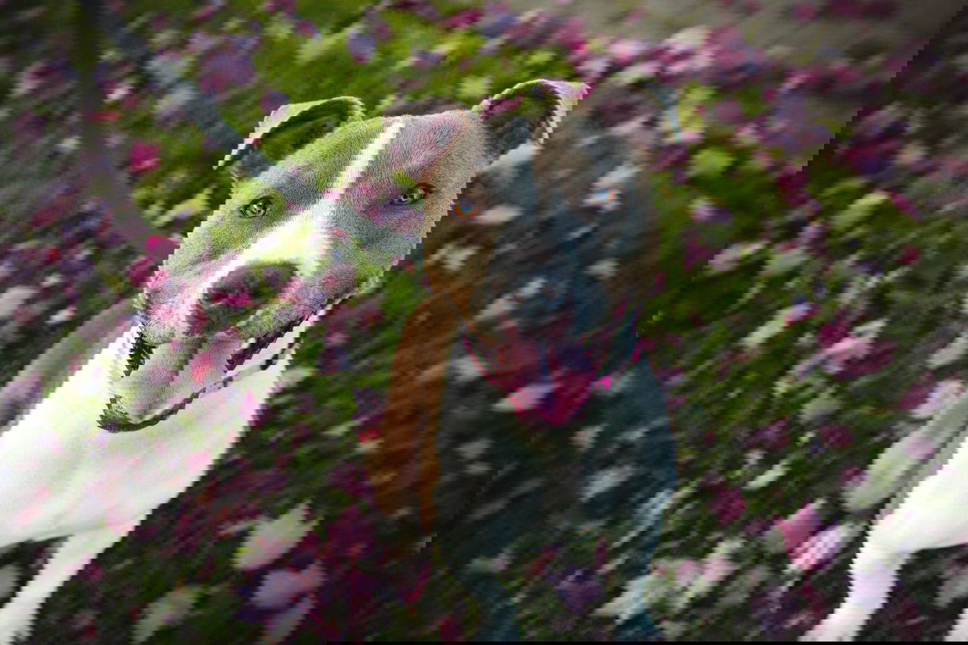 פיברקו אירוע נשיכה מהכלבה כדי להכניסן להסגר? אילוסטרציה