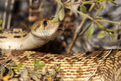 בני אדם מזהים נחשים יותר משאר החיות