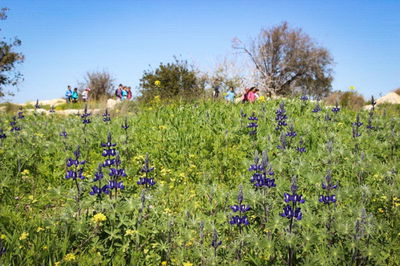 עמק האלה אתמול