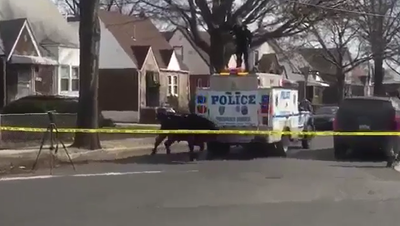 שור זועם ברח והשתולל ברחובות ניו יורק • צפו