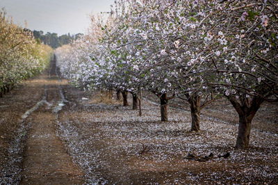 השקדיה פורחת - תיעוד יפה ומלבלב מלטרון