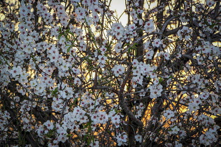 השקדיה פורחת - תיעוד יפה ומלבלב מלטרון