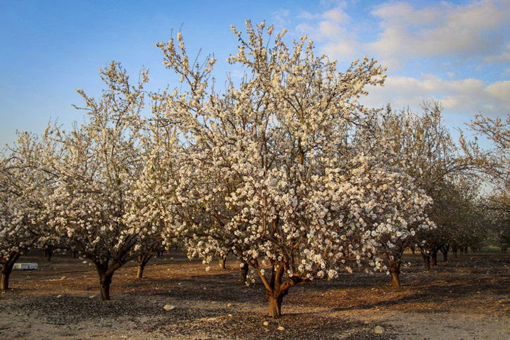 השקדיה פורחת - תיעוד יפה ומלבלב מלטרון