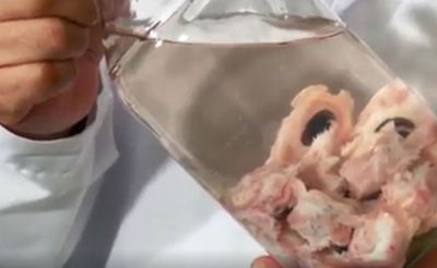 קרניות חזירים