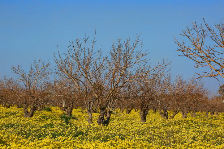 פריחה ליד גן יבנה
