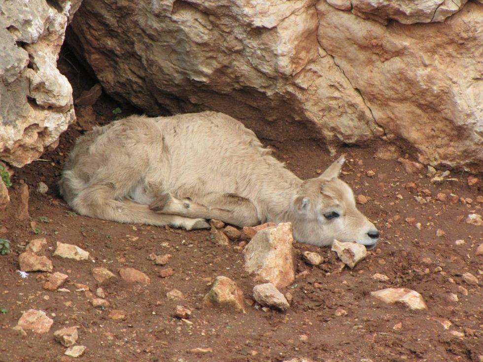 האיראנים שוחררו סמוך להרי ירושלים • צפו