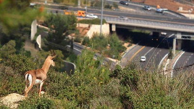 רגע לפני הזינוק לכביש. אילוסטרציה