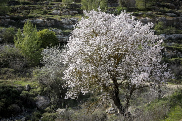 האביב עוד לא ממש פה - הפריחה כבר כן