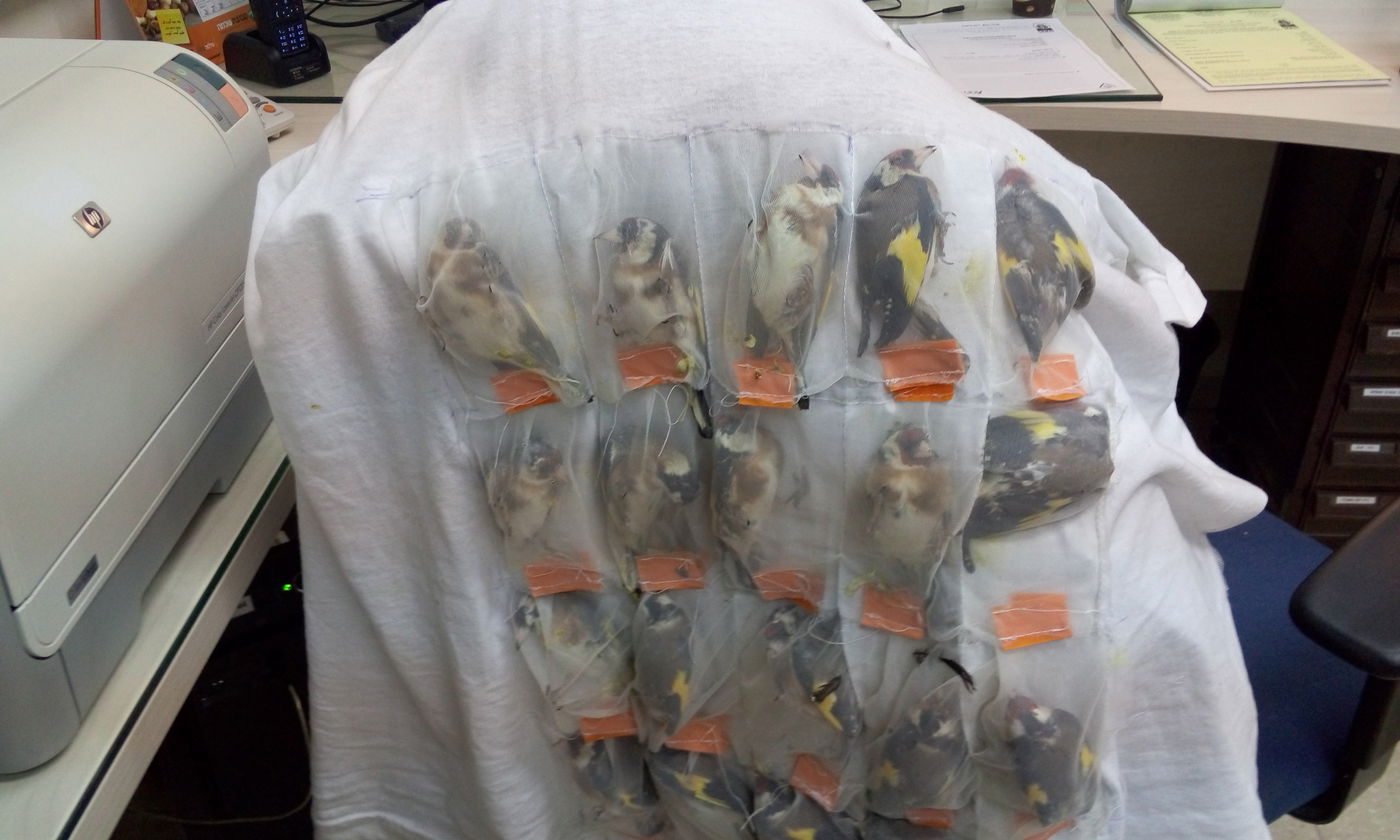 שבו מירדן וניסו להבריח למעלה מ-120 ציפורי שיר