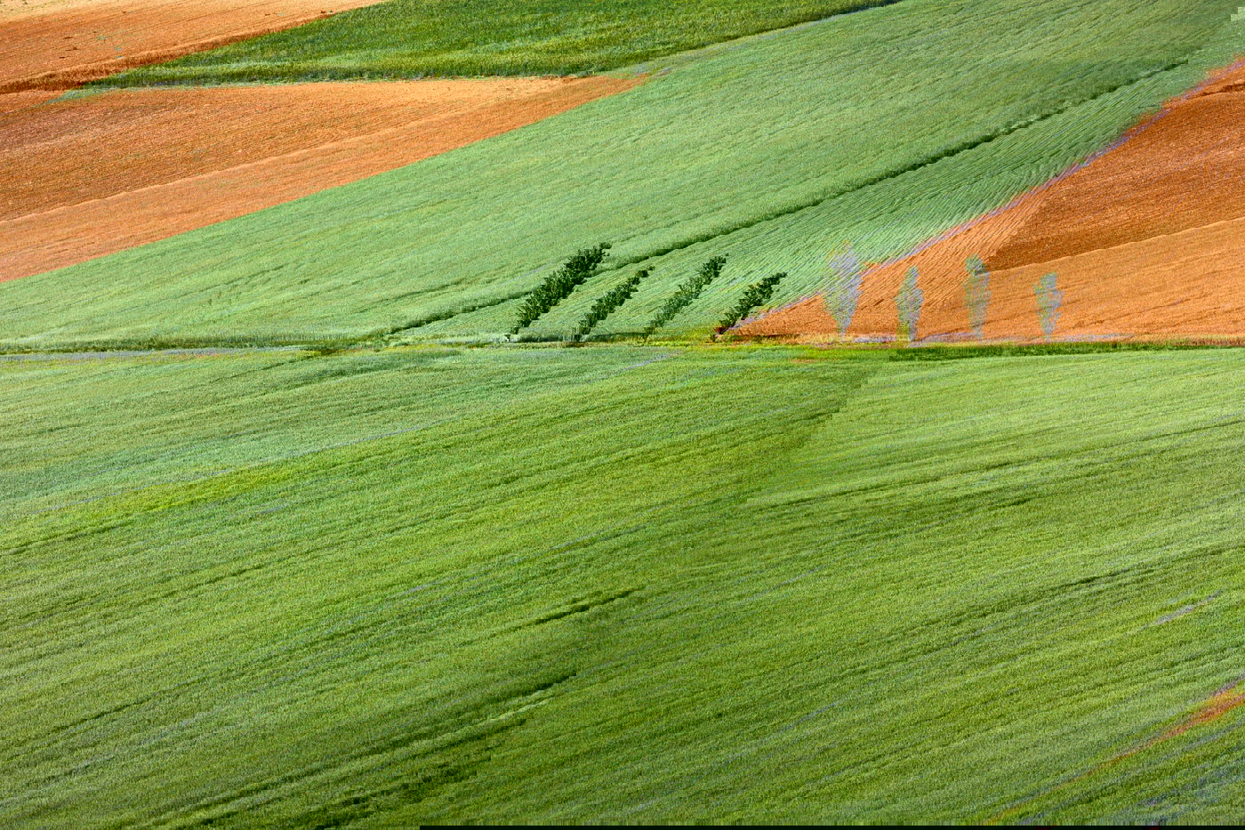 בעל קרקע גילה שמת והוריש אותה לאחרים. אילוסטרציה