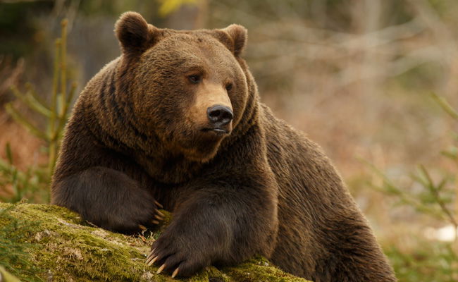 אילוסטרציה